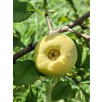 Zdjęcia użytkowników Huawei Mate Xs 2 Zdjęcia użytkowników Huawei Mate Xs 2