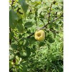 Zdjęcia użytkowników Huawei Mate Xs 2 Zdjęcia użytkowników Huawei Mate Xs 2