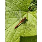 Zdjęcia użytkowników Huawei Mate Xs 2 Zdjęcia użytkowników Huawei Mate Xs 2