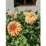 Zdjęcia użytkowników Huawei Mate Xs 2 Zdjęcia użytkowników Huawei Mate Xs 2