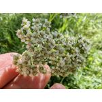 Zdjęcia użytkowników Huawei Mate Xs 2 Zdjęcia użytkowników Huawei Mate Xs 2