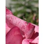 Zdjęcia użytkowników Huawei Mate Xs 2 Zdjęcia użytkowników Huawei Mate Xs 2