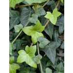 Zdjęcia użytkowników Huawei Mate Xs 2 Zdjęcia użytkowników Huawei Mate Xs 2