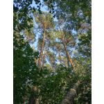 Zdjęcia użytkowników Huawei Mate Xs 2 Zdjęcia użytkowników Huawei Mate Xs 2