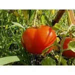 Zdjęcia użytkowników Huawei Mate Xs 2 Zdjęcia użytkowników Huawei Mate Xs 2