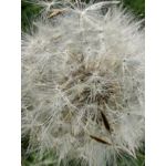 Zdjęcia użytkowników Huawei Mate Xs 2 Zdjęcia użytkowników Huawei Mate Xs 2