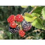 Zdjęcia użytkowników Huawei Mate Xs 2 Zdjęcia użytkowników Huawei Mate Xs 2