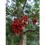 Zdjęcia użytkowników Huawei Mate Xs 2 Zdjęcia użytkowników Huawei Mate Xs 2