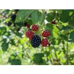 Zdjęcia użytkowników Huawei Mate Xs 2 Zdjęcia użytkowników Huawei Mate Xs 2