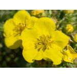 Zdjęcia użytkowników Huawei Mate Xs 2 Zdjęcia użytkowników Huawei Mate Xs 2