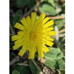 Zdjęcia użytkowników Huawei Mate Xs 2 Zdjęcia użytkowników Huawei Mate Xs 2