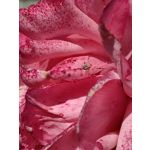 Zdjęcia użytkowników Huawei Mate Xs 2 Zdjęcia użytkowników Huawei Mate Xs 2