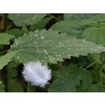 Zdjęcia użytkowników Huawei Mate Xs 2 Zdjęcia użytkowników Huawei Mate Xs 2