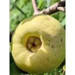 Zdjęcia użytkowników Huawei Mate Xs 2 Zdjęcia użytkowników Huawei Mate Xs 2