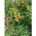 Zdjęcia użytkowników Huawei Mate Xs 2 Zdjęcia użytkowników Huawei Mate Xs 2