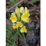 Zdjęcia użytkowników Huawei Mate Xs 2 Zdjęcia użytkowników Huawei Mate Xs 2