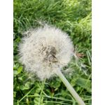 Zdjęcia użytkowników Huawei Mate Xs 2 Zdjęcia użytkowników Huawei Mate Xs 2