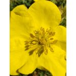 Zdjęcia użytkowników Huawei Mate Xs 2 Zdjęcia użytkowników Huawei Mate Xs 2