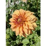 Zdjęcia użytkowników Huawei Mate Xs 2 Zdjęcia użytkowników Huawei Mate Xs 2