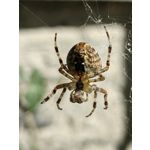 Zdjęcia użytkowników Huawei Mate Xs 2 Zdjęcia użytkowników Huawei Mate Xs 2