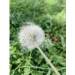 Zdjęcia użytkowników Huawei Mate Xs 2 Zdjęcia użytkowników Huawei Mate Xs 2