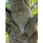 Zdjęcia użytkowników Huawei Mate Xs 2 Zdjęcia użytkowników Huawei Mate Xs 2