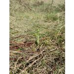 Zdjęcia użytkowników Huawei Mate Xs 2 Zdjęcia użytkowników Huawei Mate Xs 2