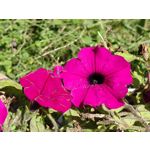 Zdjęcia użytkowników Huawei Mate Xs 2 Zdjęcia użytkowników Huawei Mate Xs 2