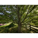 Zdjęcia użytkowników Huawei Mate Xs 2 Zdjęcia użytkowników Huawei Mate Xs 2