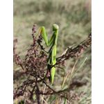 Zdjęcia użytkowników Huawei Mate Xs 2 Zdjęcia użytkowników Huawei Mate Xs 2