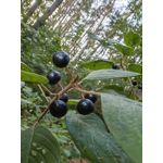 Zdjęcia użytkowników Huawei Mate Xs 2 Zdjęcia użytkowników Huawei Mate Xs 2