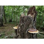 Zdjęcia użytkowników Huawei Mate Xs 2 Zdjęcia użytkowników Huawei Mate Xs 2