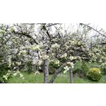 Zdjęcia użytkowników Huawei MediaPad M2 8.0