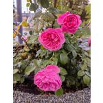 Zdjęcia użytkowników Huawei Nova 10 Pro
