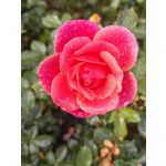 Zdjęcia użytkowników Huawei Nova 10 Pro