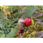 Zdjęcia użytkowników Huawei Nova 10 Pro