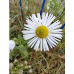 Zdjęcia użytkowników Huawei Nova 10 Pro