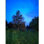 Zdjęcia użytkowników Huawei Nova 10 Pro