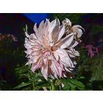 Zdjęcia użytkowników Huawei Nova 10 Pro