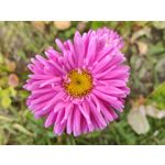 Zdjęcia użytkowników Huawei Nova 10 Pro