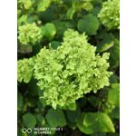 Zdjęcia użytkowników Huawei Nova 3