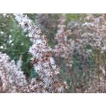 Zdjęcia użytkowników Huawei Nova 9 Zdjęcia użytkowników Huawei Nova 9