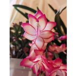 Zdjęcia użytkowników Huawei Nova 9 Zdjęcia użytkowników Huawei Nova 9