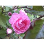 Zdjęcia użytkowników Huawei Nova 9 Zdjęcia użytkowników Huawei Nova 9