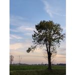 Zdjęcia użytkowników Huawei Nova 9 Zdjęcia użytkowników Huawei Nova 9