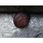 Zdjęcia użytkowników Huawei Nova 9 Zdjęcia użytkowników Huawei Nova 9