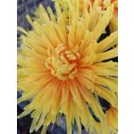 Zdjęcia użytkowników Huawei Nova 9 Zdjęcia użytkowników Huawei Nova 9