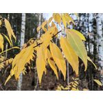 Zdjęcia użytkowników Huawei Nova 9 Zdjęcia użytkowników Huawei Nova 9