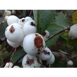 Zdjęcia użytkowników Huawei Nova 9 Zdjęcia użytkowników Huawei Nova 9