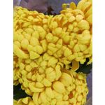 Zdjęcia użytkowników Huawei Nova 9 Zdjęcia użytkowników Huawei Nova 9